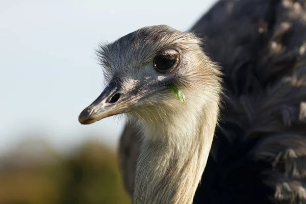 Retrato de cerca del avestruz en la reserva natural —  Fotos de Stock