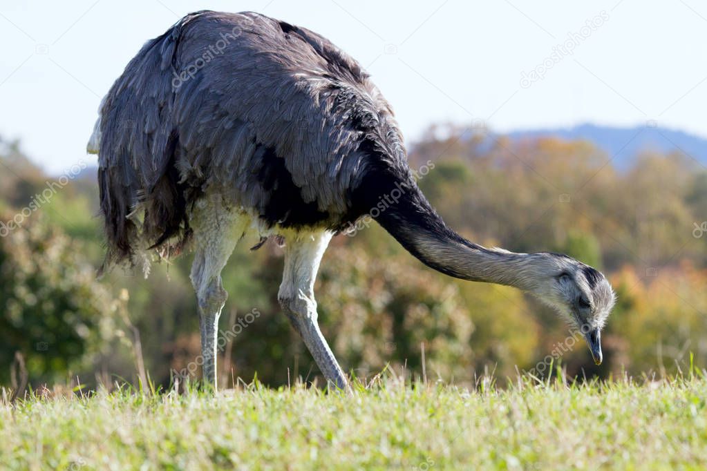 Ostrich at the nature reserve