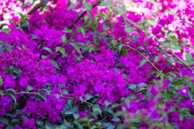 güzel bougainvillea çiçek