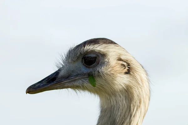 Close Portrait Ostrich Head Eating Grass Nature Reserve Front Blue — Stock Photo, Image