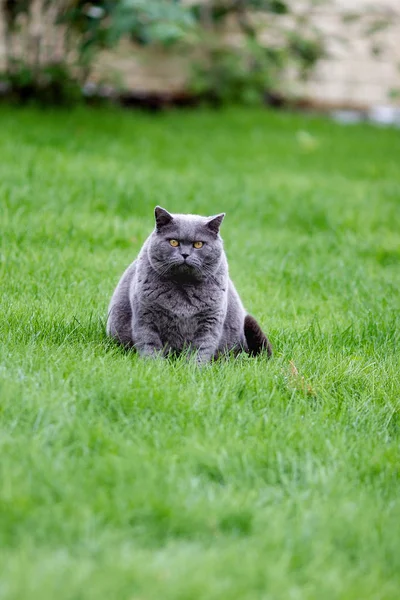 Dikke Grijze Britse Stenografisch Kat Het Groene Gras — Stockfoto