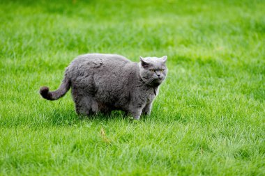 Yeşil çimlerin üzerinde şişman gri İngiliz steyşın kedisi