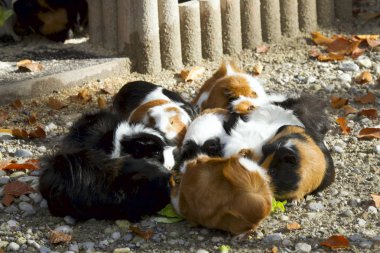Bir grup rengarenk kobay dışarıda yeşil salata çiğniyor.