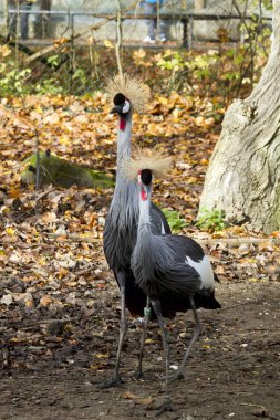 Two crowned cranes in their natural environment on an autumn sunny day clipart