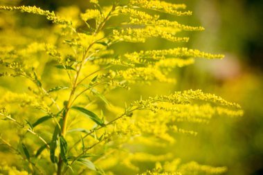 Gerçek doğa arka plan: güneş ışığı altındaki altın sarısı bitki, sarı-yeşil renkli.