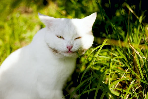 夏の日に庭の屋外で大きな白い猫が草を食べる — ストック写真