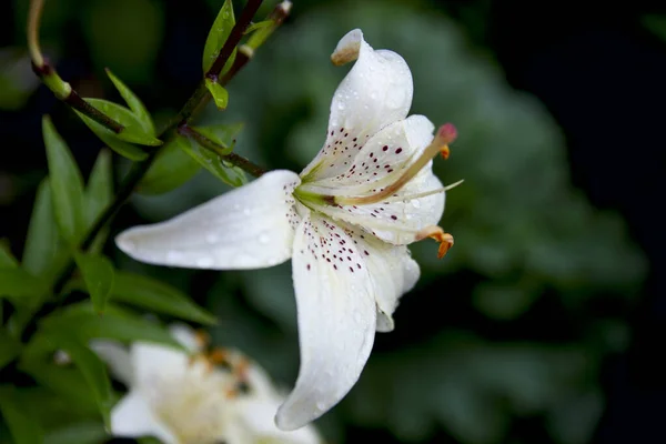 Botanical Close Beautiful White Lilys Dewdrops Garden — Stock Photo, Image