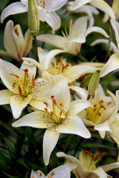 Botanisk Närbild Vackra Vita Liljor Med Daggdroppar Trädgården — Stockfoto