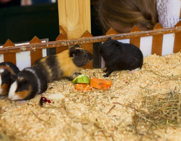 Guinea pigs in a contact zoo, children studying animals, pets.