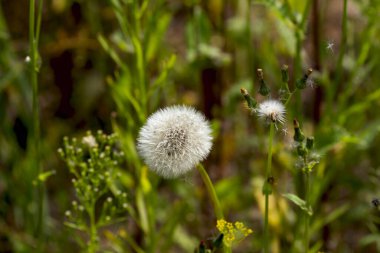 Gerçek doğa arka planda: güzel bir yaz gününde karahindiba dolu çayır kır çiçekleri