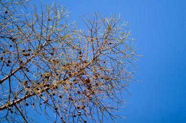 Gerçek doğa arka planda: açık mavi gökyüzünde karaçam dalları, genç filizler, ilkbahar, ilk yapraklar, koniler.