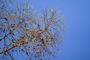 Real nature backround: larch branches on the blue clear sky, young shoots, spring, first leaves, cones. clipart