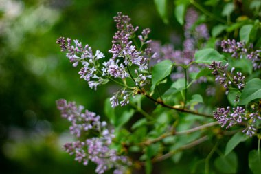 Botanik konsepti: Leylak çiçek açmaya başlıyor, genç çiçekler, bahar, tazelik. Seçici odak