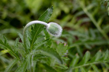 Gerçek doğa arka plan: genç pofuduk yeşil başlıklar çiçek tarlasında güzel bir çiçek tarhında.