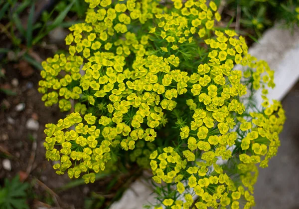 Botanische Concept Mooie Cipres Melkkruid Een Lentedag — Stockfoto