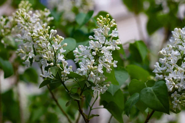 Botanische Concept Witte Lila Begint Bloeien Jonge Bloemen Lente Frisheid — Stockfoto