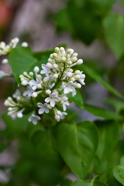 Botanical Concept White Lilac Beginning Bloom Young Flowers Spring Freshness — Stock Photo, Image