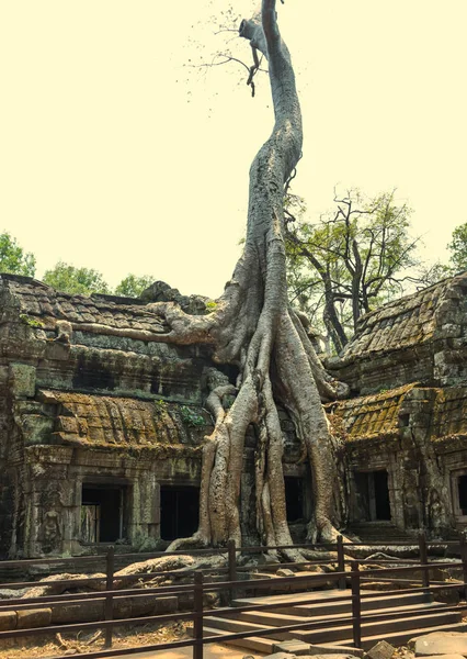 Koninkrijk Van Kambodja Meest Ongewone Tempels Natuur Cambodja — Stockfoto