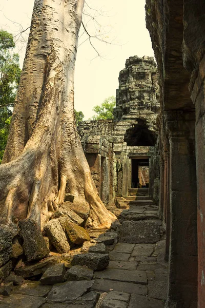 Angkor Wat. Tapınak. Khmer medeniyet. Siem biçmek. Kamboçya'da turizm