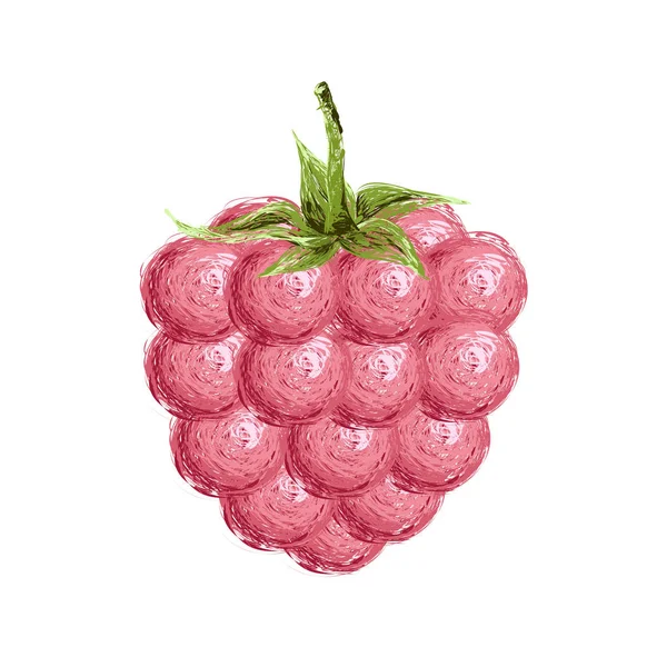 Framboises dessinées à la main. Illustration vectorielle isolée — Image vectorielle