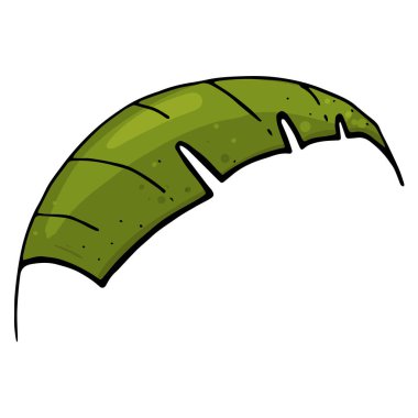 Vektör çizim. Elle çizilmiş. Beyaz arka plan üzerinde izole tropikal palmiye yaprağı. 