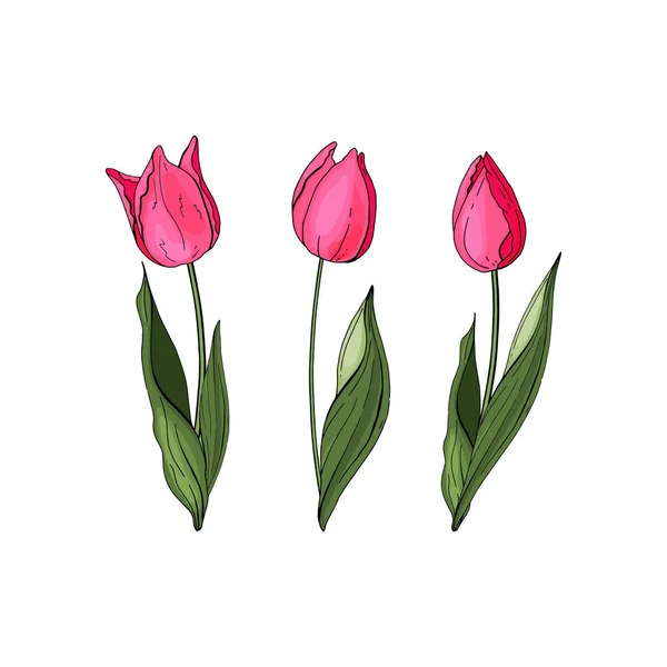 Flores Isoladas Fundo Vector Conjunto Tulipas Coloridas Vetor Desenhado Mão —  Vetores de Stock