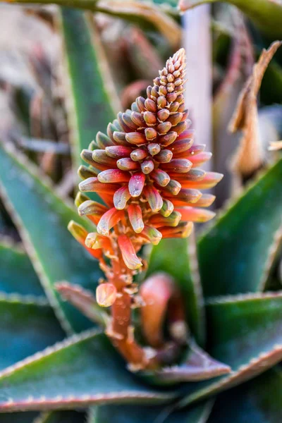 Flower Cactus Plant — Stock Photo, Image