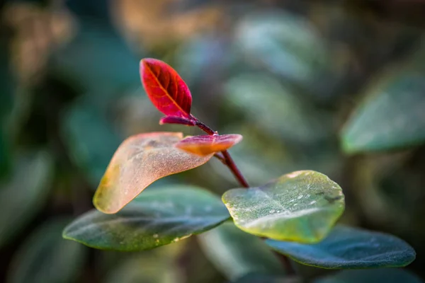 Beautiful Red Bud — Stock Photo, Image