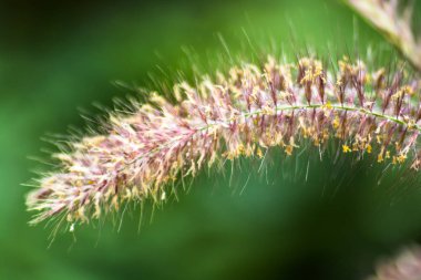 Doğada yabani bitki