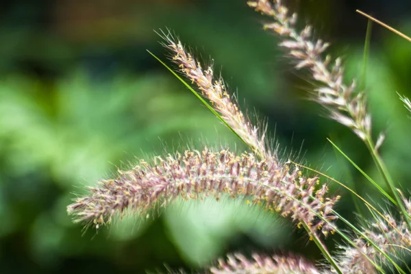 Luonnonvaraiset kasvit luonnossa — kuvapankkivalokuva