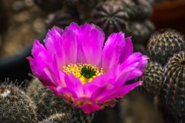 Peyote kaktüsü Pembe çiçek 