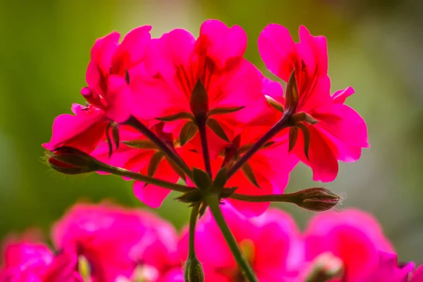 Red Flowers, spring time