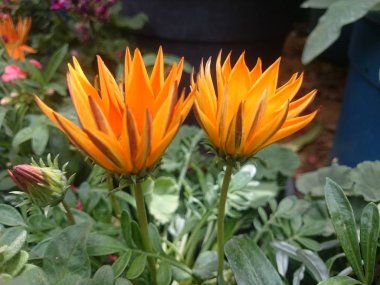  Renkler ve Bahar Çiçekleri