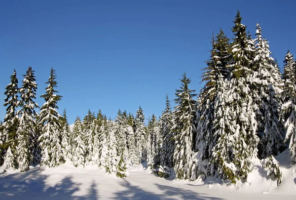 Taze karla kaplı çam ağaçları.
