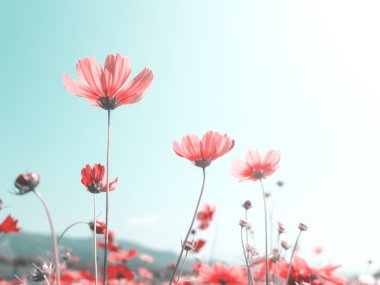 Cosmos flowers against the bright blue sky clipart