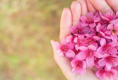 Wild Himalayan Cherry flowers on woman hands clipart