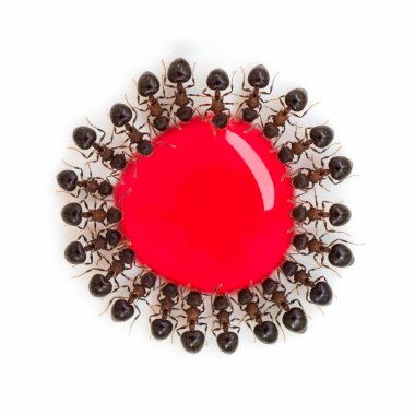Group of ants eating red sweet water clipart