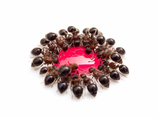 Group of ants eating red sweet water — Stock Photo, Image