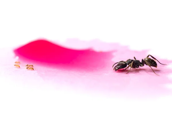 Diferentes hormigas compartiendo gota de agua dulce roja — Foto de Stock
