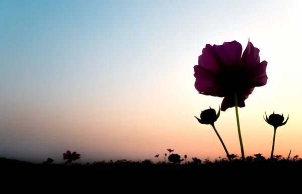 Cosmos flowers silhouette against silhouette bright sky