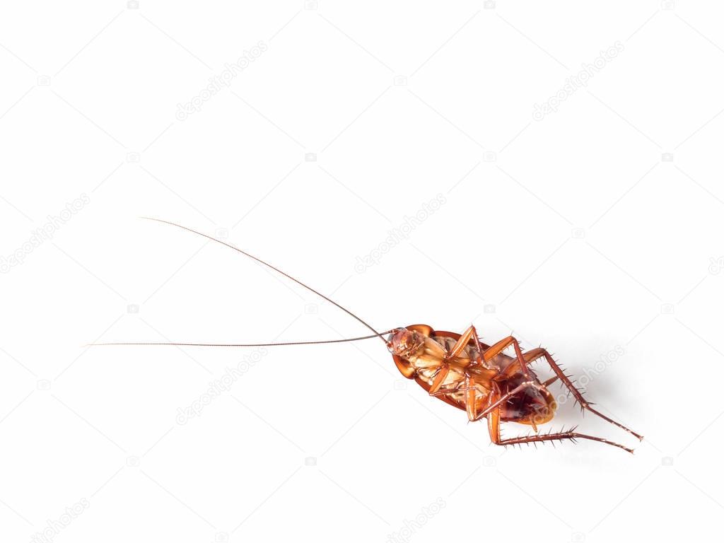 Turn over cockroach isolate on white background