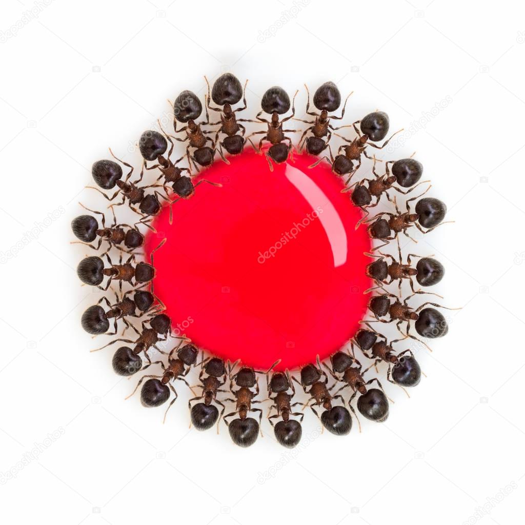 Group of ants eating red sweet water