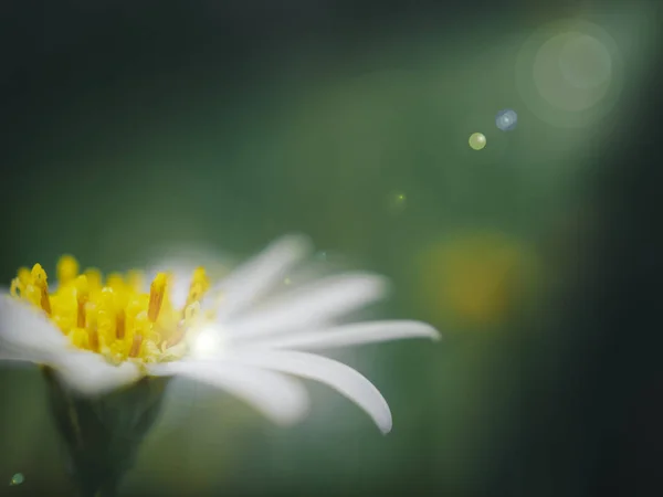 在模糊的背景上花园里的雏菊花 — 图库照片