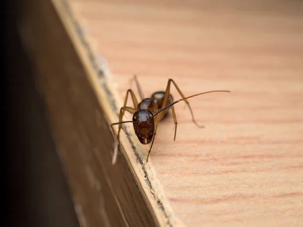Formiga Carpinteiro (Camponotus Sp.) olhando em madeira — Fotografia de Stock