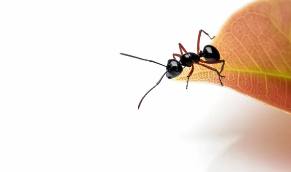 Рабочий Polyrhachis laevissima ant на красном листе — стоковое фото