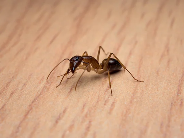 大工の蟻 (クロオオアリ属) 本体を洗浄 — ストック写真