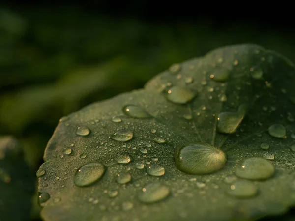 Δροσιά στις Centella asiatica μετά τη βροχή — Φωτογραφία Αρχείου