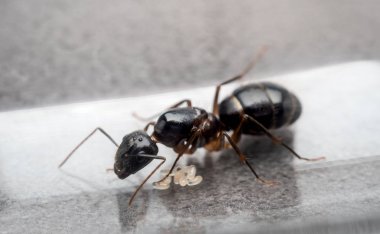 Yumurta önlemek için Kraliçe marangoz karınca