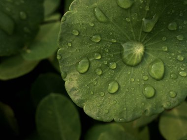 Centella asiatica sonra yağmur çiy