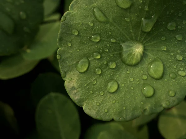 stock image dew on Centella asiatica after the rain